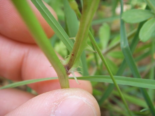 Crepis leontodontoides / Radicchiella italica